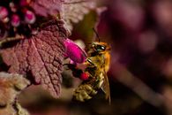 Free stock photo of animal, bee, butterfly