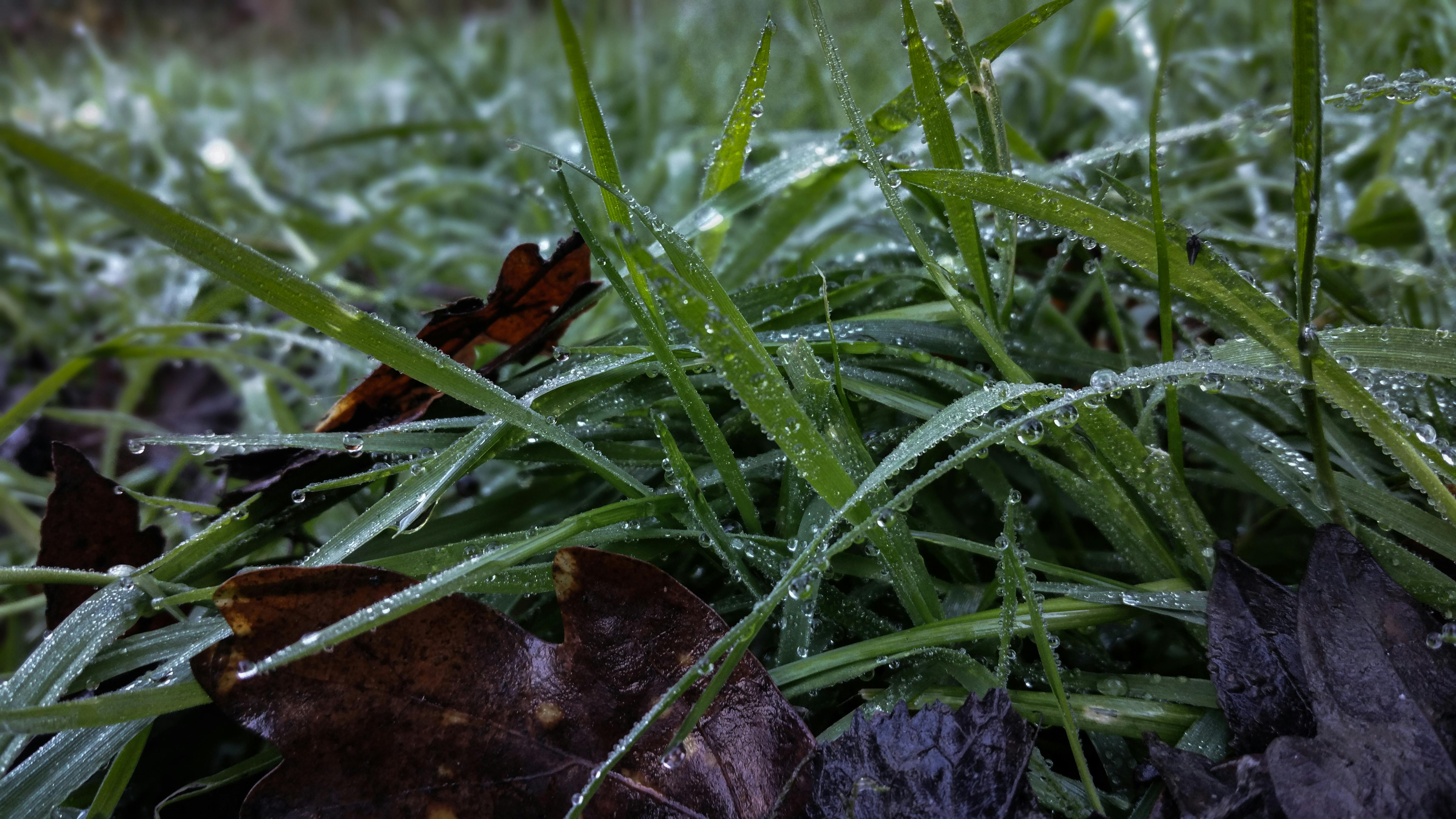 Free stock photo of after the rain, calm, cold