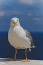 White and Black Bird on Water
