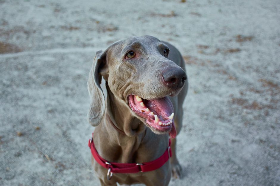 A joyful Weimaraner dog with a red collar enjoying the outdoors.