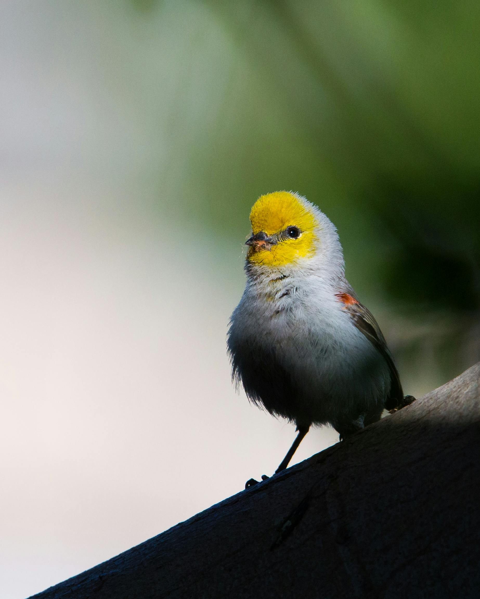 white and yellow verdin bird