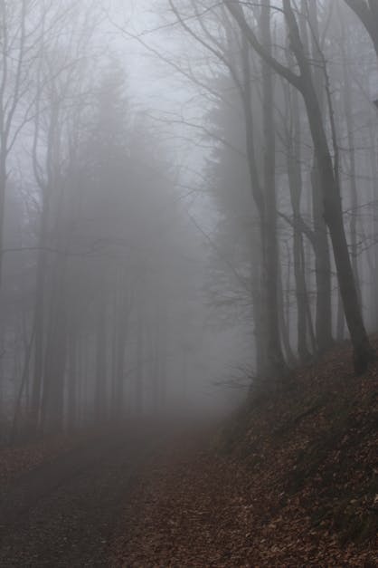 Free stock photo of autumn, fog, foggy