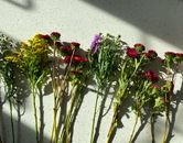 Free stock photo of bouquet, bright, flora