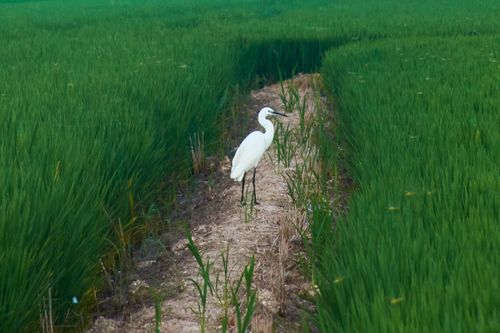 Free White egret stands gracefully in verdant farmland, surrounded by green fields. Stock Photo