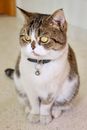 White Brown and Black Cat