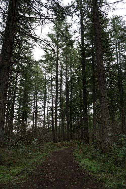 Free Explore the lush greenery of a peaceful forest trail surrounded by towering trees in Oregon. Stock Photo
