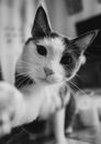 Grayscale Photo of Cat on White Textile