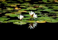White Lotus Flower on Water