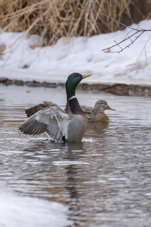 Free Two mallard ducks in a snowy stream, with one duck flapping its wings. Stock Photo