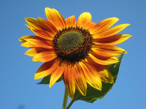 Kostenlos Sonnenblume Stock-Foto