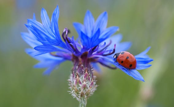  Alwan/  cornflower-ladybug-s