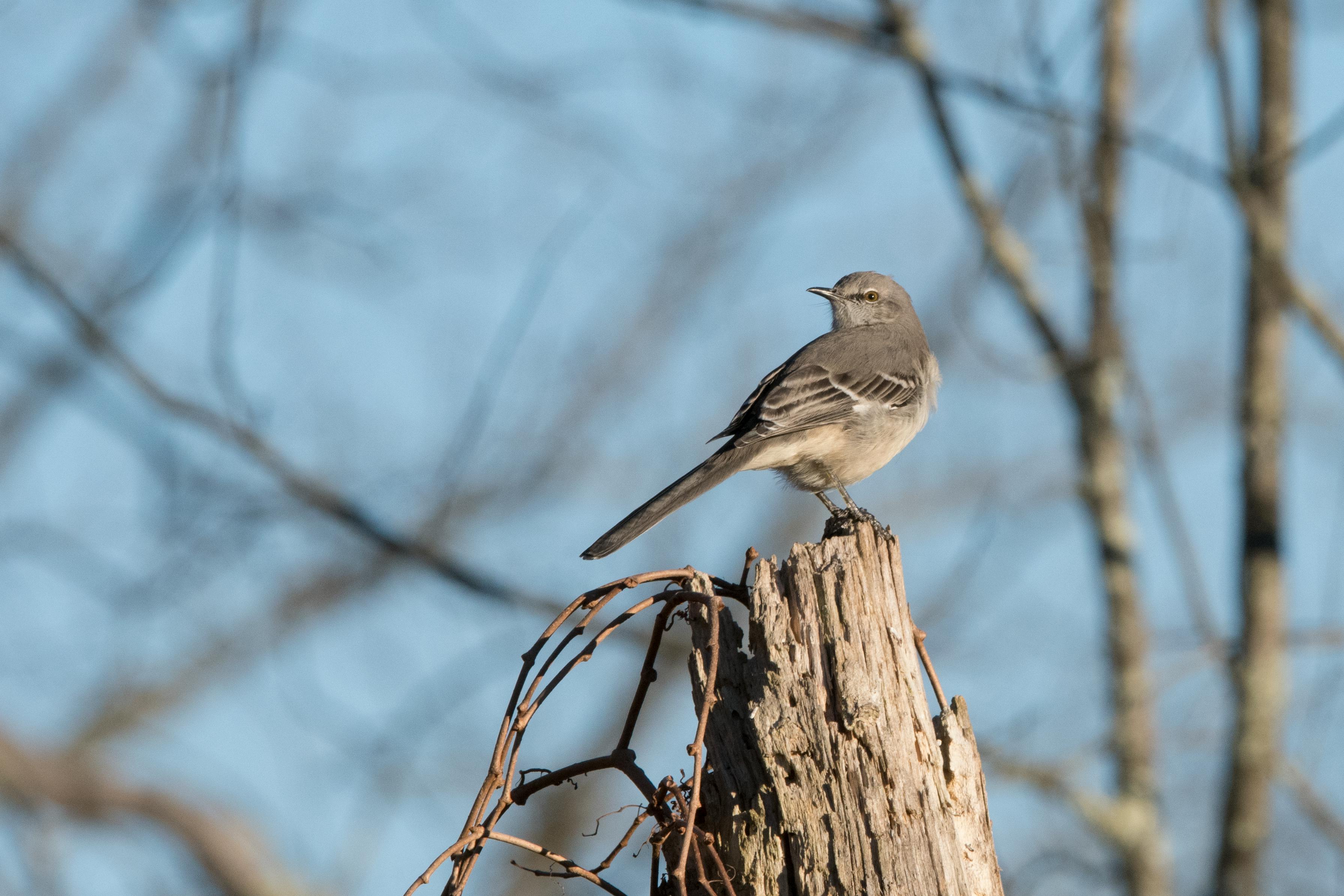 Free stock photo of northern mockingbird
