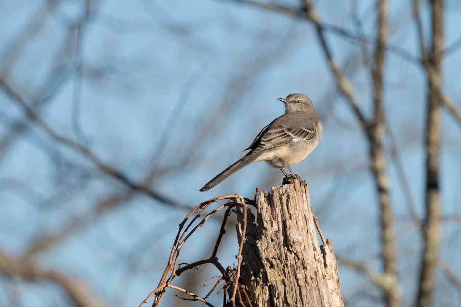 Free stock photo of northern mockingbird