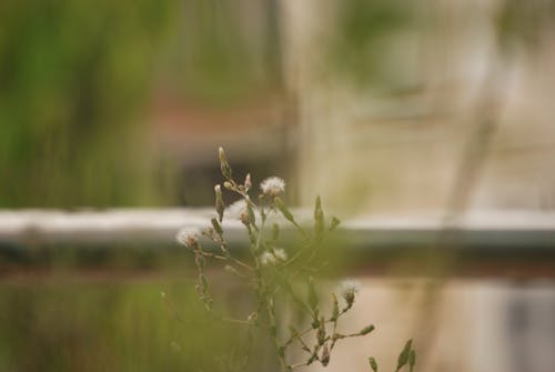 Immagine gratuita di fiore, fiore di insalata