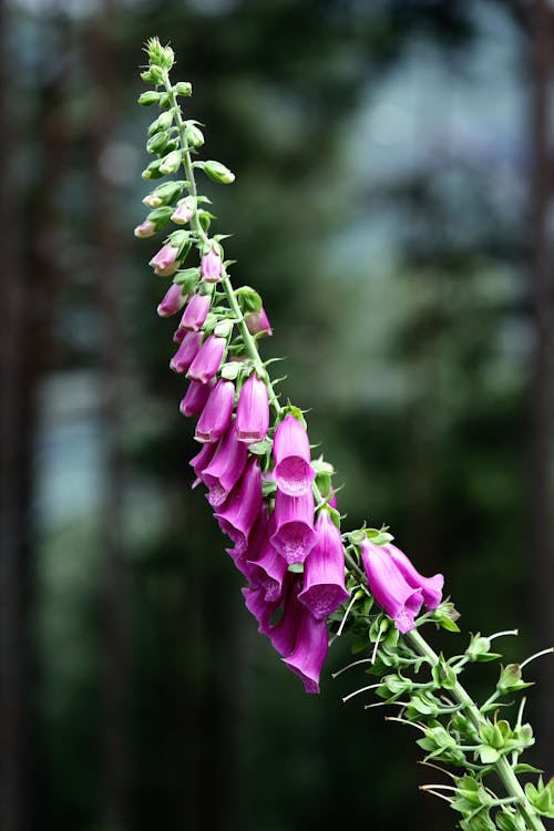 бесплатная Фиолетовый цветок завод Стоковое фото