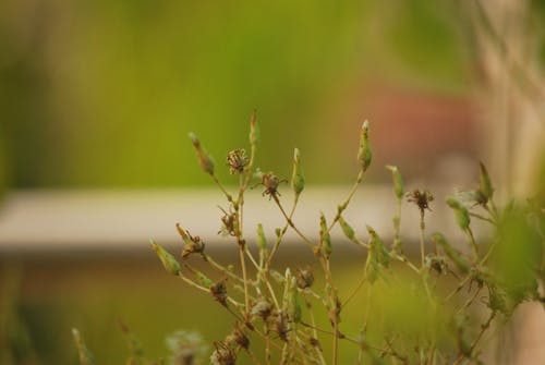 Immagine gratuita di fiore di lattuga