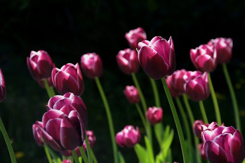 Bezpłatne Fioletowe Tulipany Z Bliska Fotografii Zdjęcie z galerii