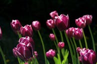 盛开的粉红色郁金香充满活力，捕捉到了春天的美丽与大自然优雅的精髓