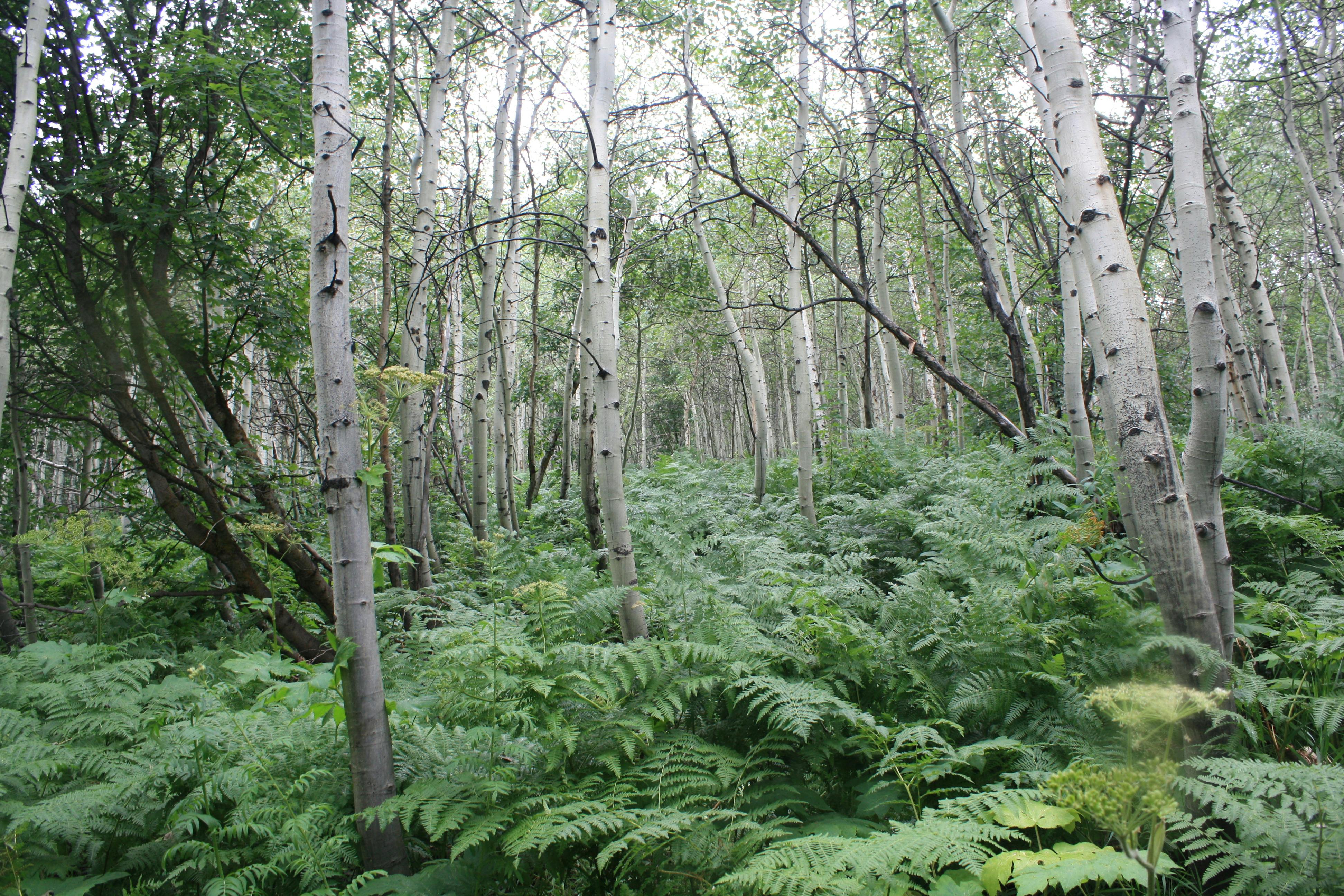 Explore the serene beauty of Sundance's lush green forest filled with aspen trees.