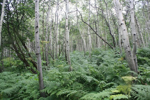 A Forest with Trees and Green Plants