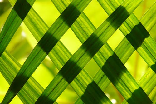 Gratis lagerfoto af abstrakt, bambus, blad