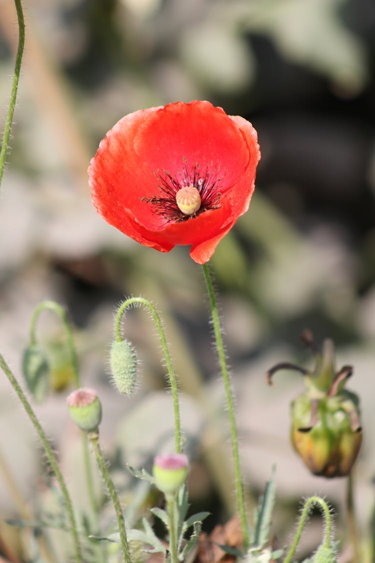 Common Poppy In Bloom