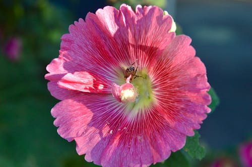 A Bee Perched on Pink Flower 