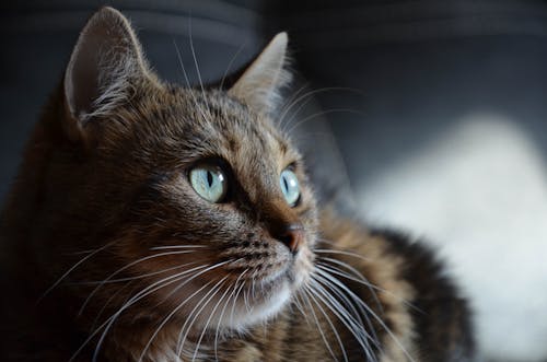 бесплатная Бесплатное стоковое фото с домашний, животное, кошка Стоковое фото