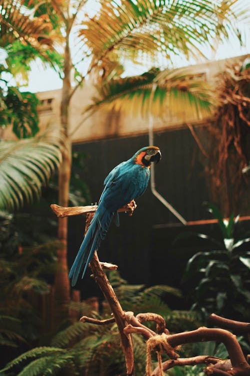 Blue Bird Perched on a Tree Branch