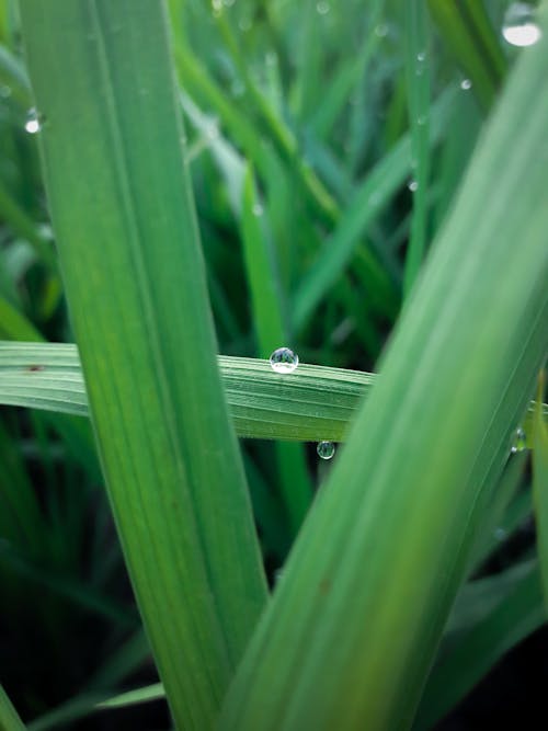 Free stock photo of green, water drop