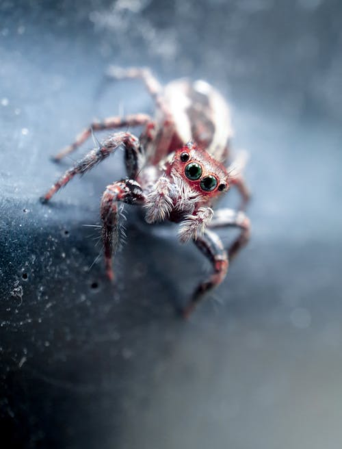 Free Red and White Jumping Spider in Close-Up Photography Stock Photo