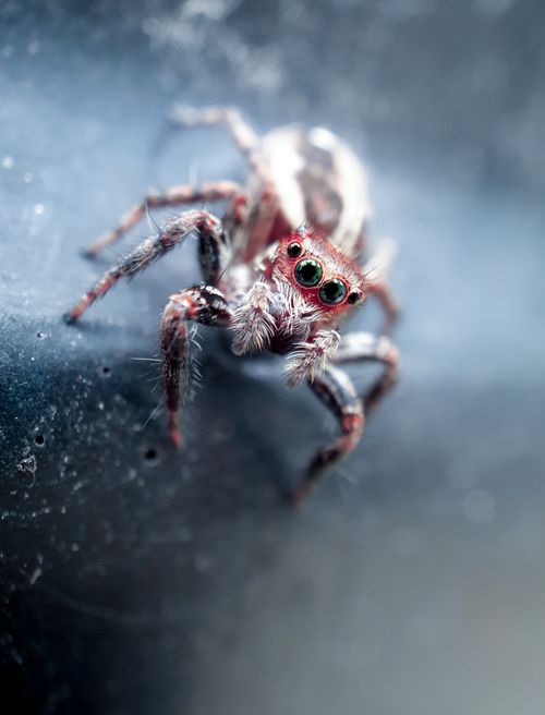 Free Detailed macro photo of a jumping spider showcasing its eyes and furry details. Stock Photo