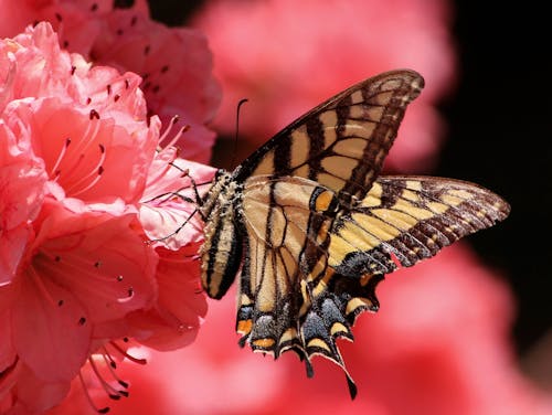 Brown Beige and Black Butterfly on Pink Petaled Flower