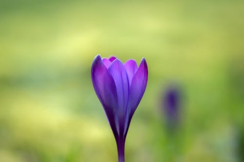 Selective Focus of a Purple Crocus Flower