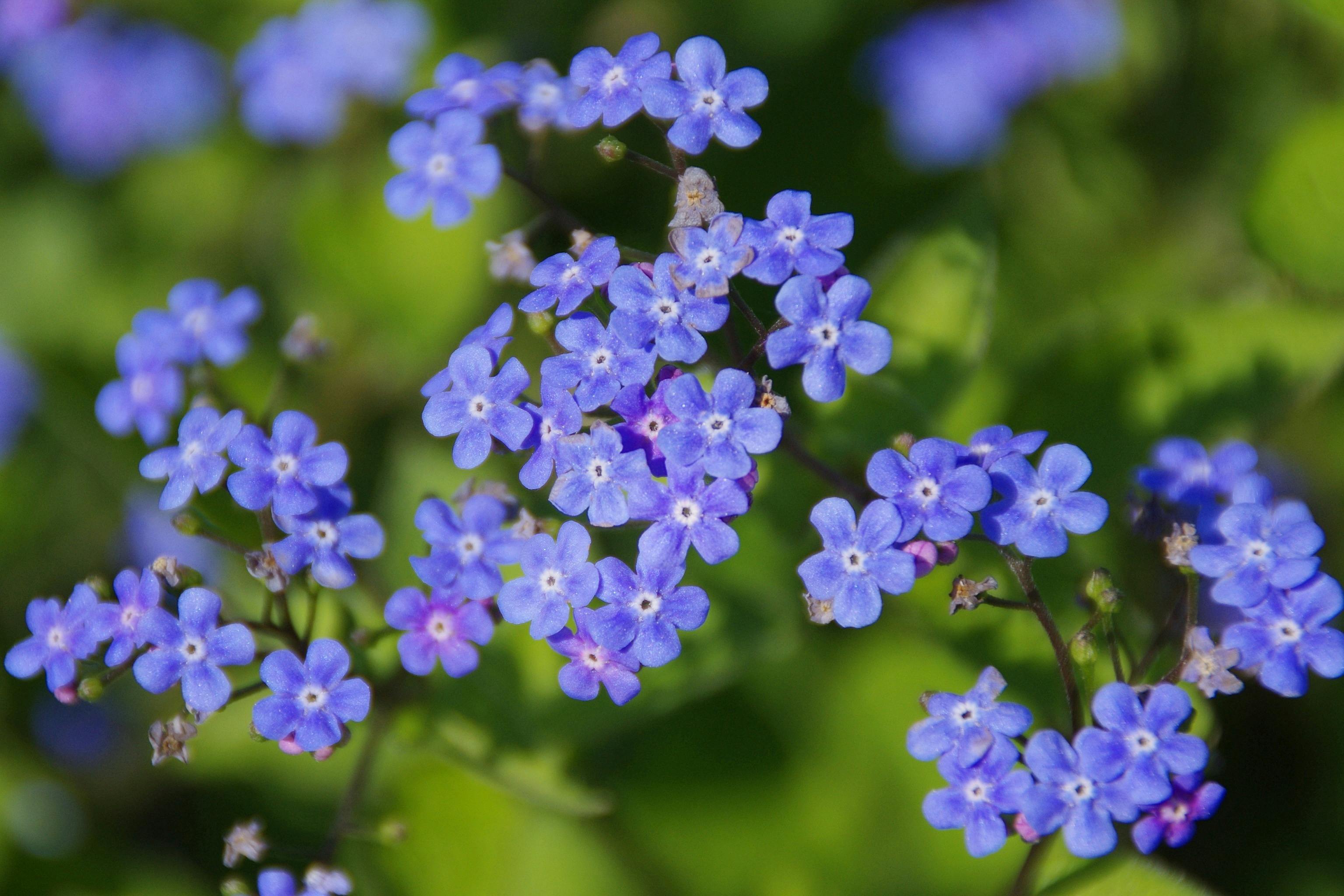flower-blossom-bloom-blue-70353.jpeg