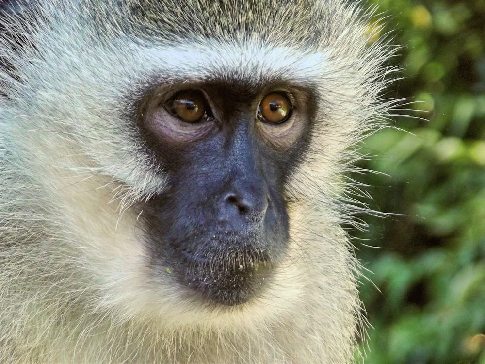 grátis Macaco Branco E Preto Foto profissional