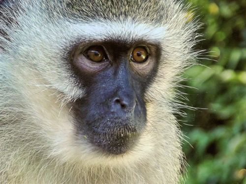 Free Intimate close-up of a vervet monkey with striking eyes in a natural setting. Stock Photo