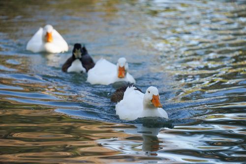Free Colorful ducks swimming together on a serene lake in Redlands, California. Stock Photo