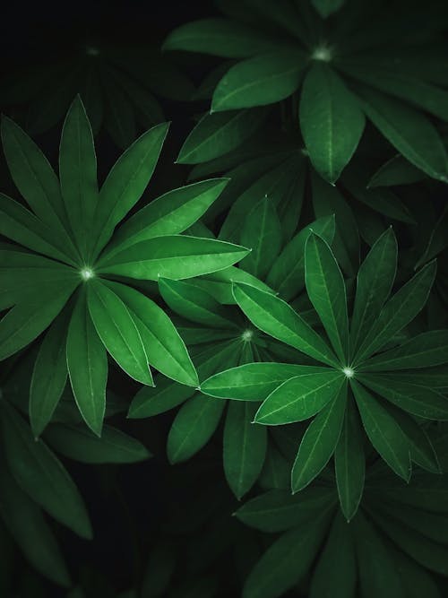 Green Plants in Close Up Photography