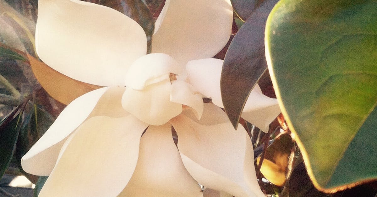Free stock photo of beautiful flowers, flower, magnolia