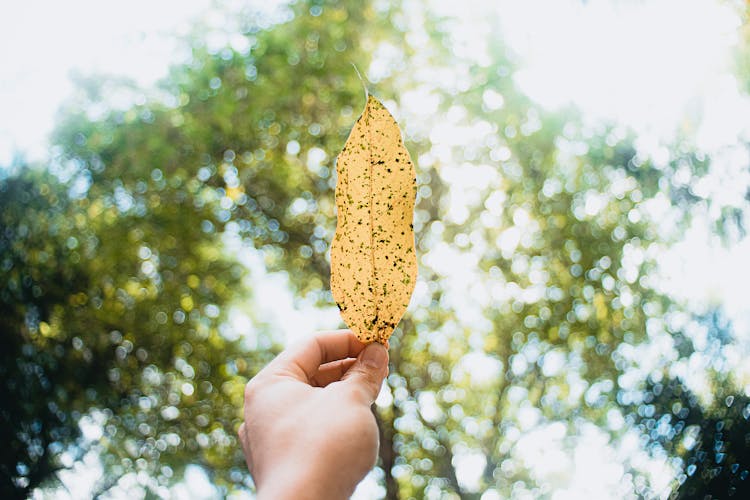 Faceless Person With Dried Leaf