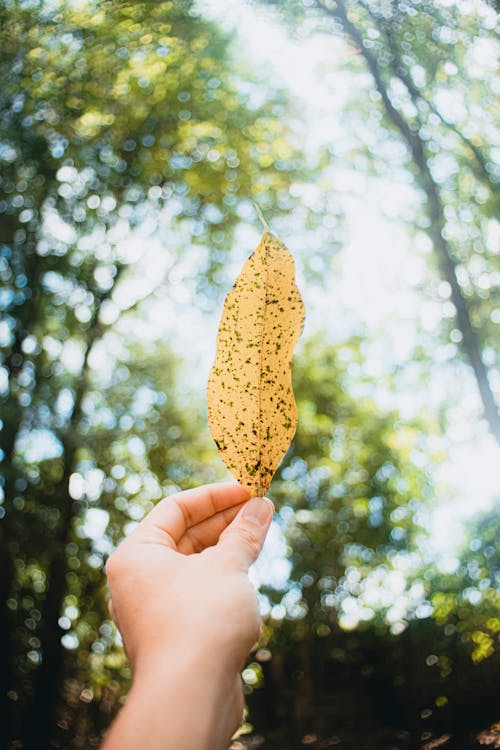 Free Crop unrecognizable person showing withered yellow leaf with black spots while standing in forest with green trees on blurred background Stock Photo