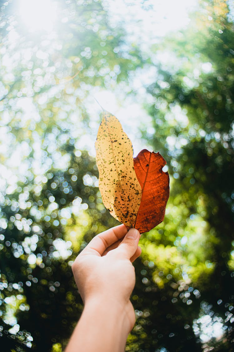 Unrecognizable Person Showing Dried Leaves