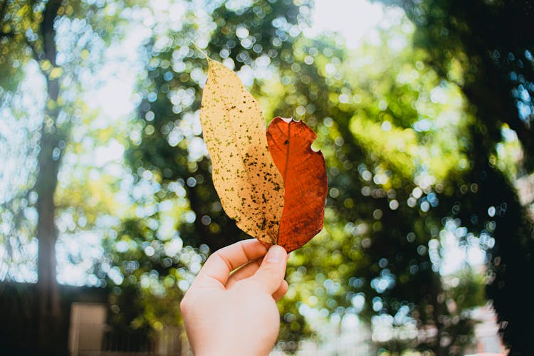 Crop Person Showing Autumn Leaves In Patio