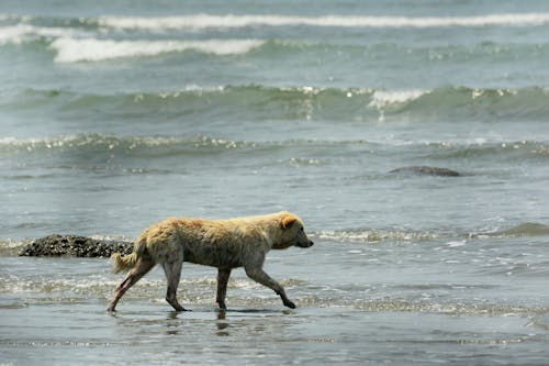 Free stock photo of animal photography, beach, brown
