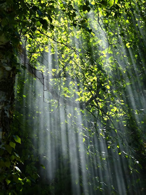 Free Tree With Brunch and Green Leaves during Sunset Stock Photo