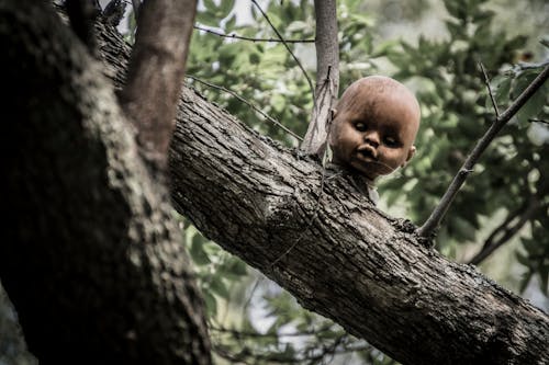 Ingyenes stockfotó baba, erdő, fa témában