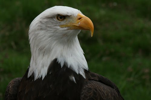 Fotos de stock gratuitas de Águila calva, animal, de cerca