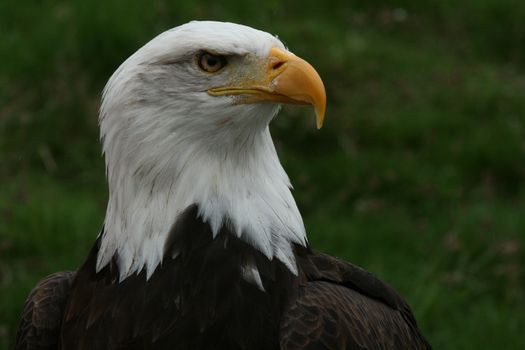 Close-up portrait of a majestic bald eagle in nature. Perfect for wildlife enthusiasts.