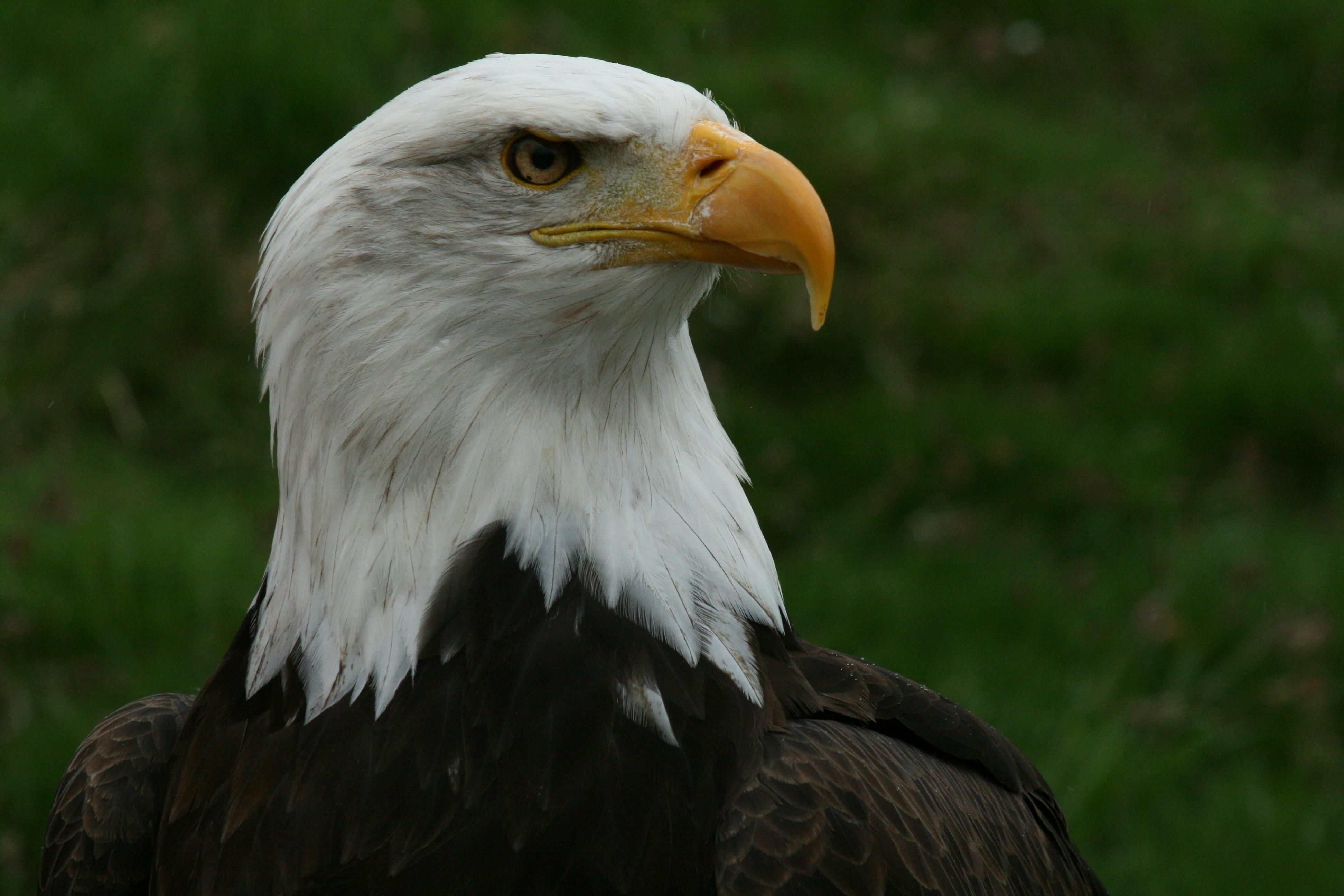 Macro Shot of White and Brown American Eagle · Free Stock Photo